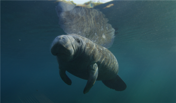 Manatees on the Move