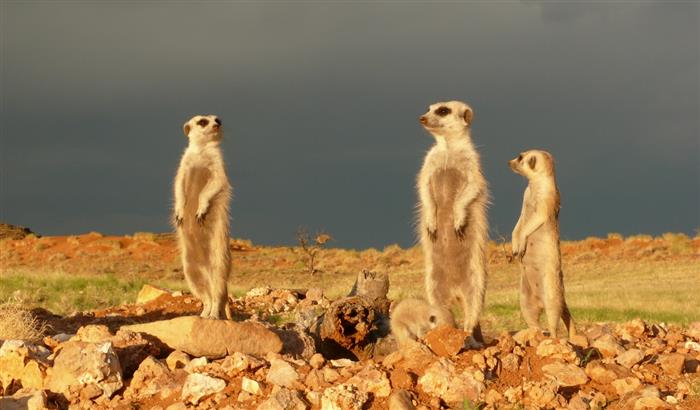 Meet the Meerkats