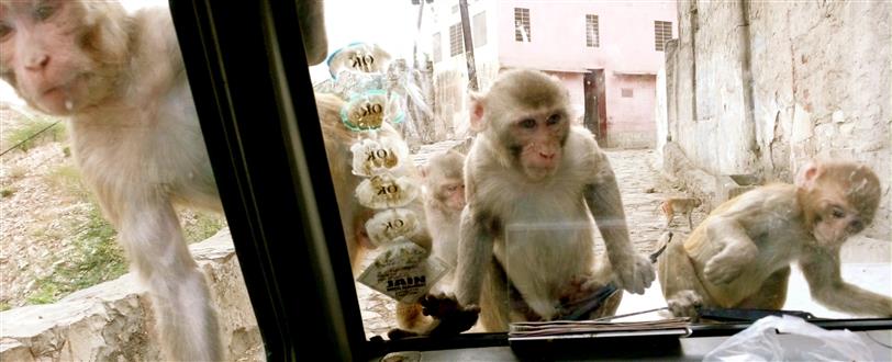Monkey Thieves (Series 2)