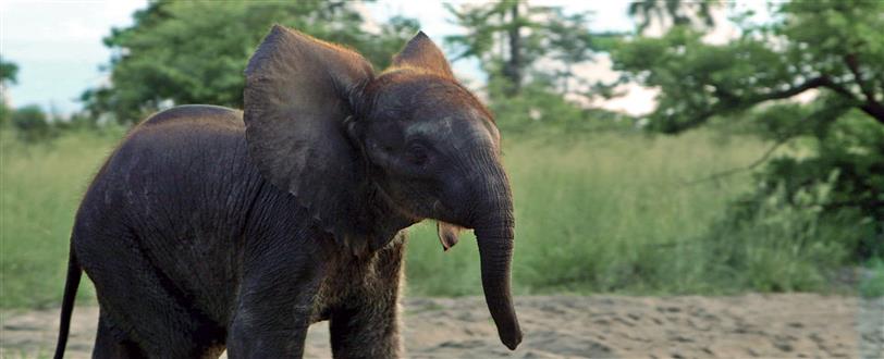 Naledi: A Baby Elephant's Tale