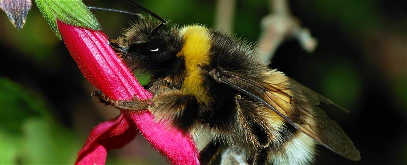 Nature's Greatest Moments - Animal Antics - Insects & Reptiles