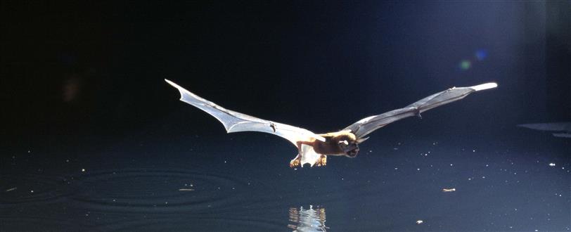 Nature's Greatest Moments - Bat Woman