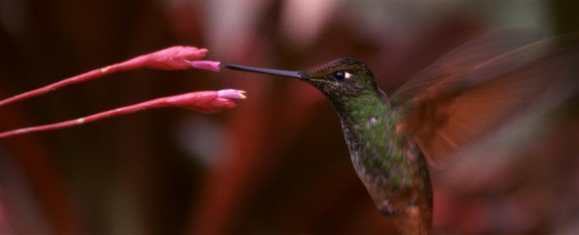 Nature's Greatest Moments - South American Shorts (Series 1)