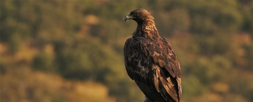 Peninsula, The - Iberia’s Wild Tales