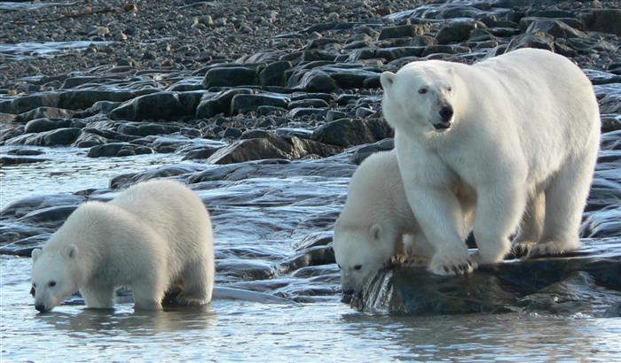 Polar Bear Family