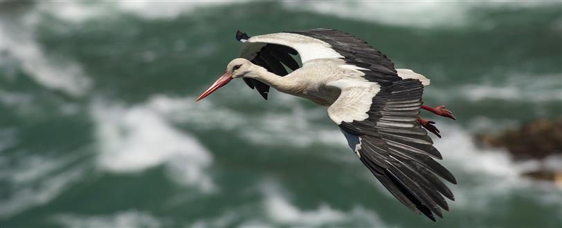 Portugal's Southwest: The Coast Of The Storks