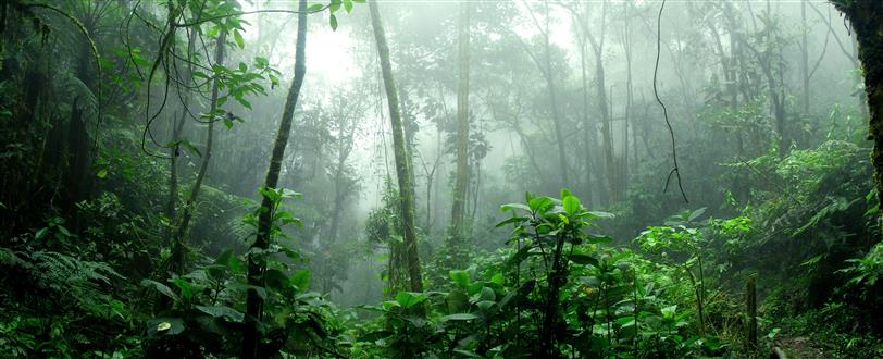 Queen Of Ecuador's Canopy, The