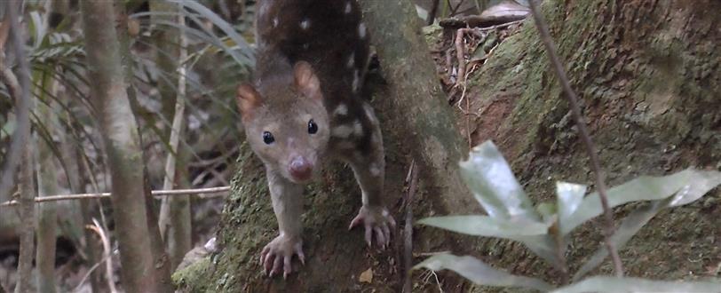 Quolls: Fast & Furious