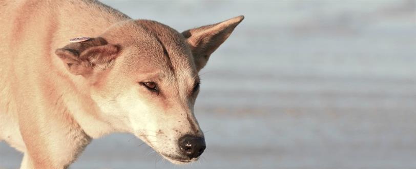 Real Dingo, The