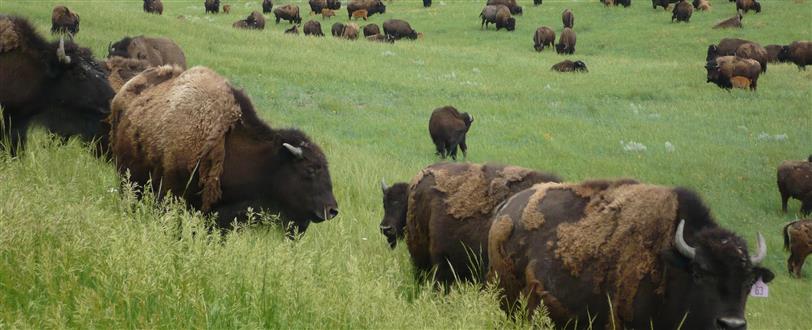 Return Of The Buffalo - Restoring The Great American Prairie