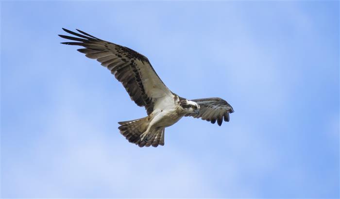 Return of the Osprey, The