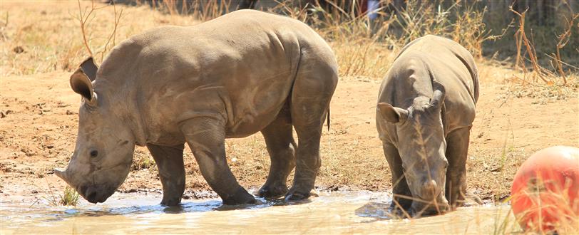 Rhino Orphanage, The (NHU)