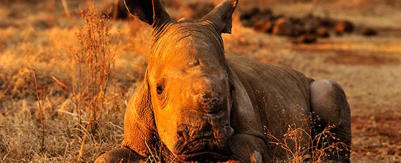 Rhino Trade Uncovered