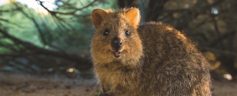 Rottnest Island: Kingdom Of The Quokka