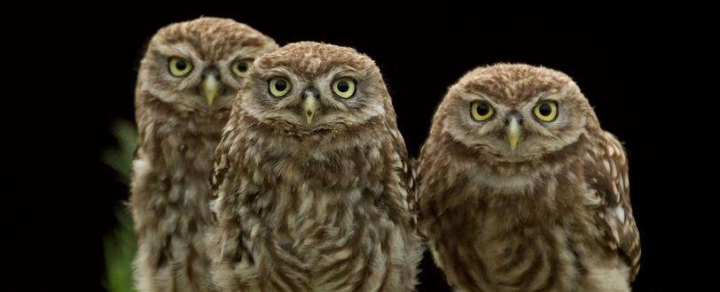 Secret Life Of Baby Owls, The