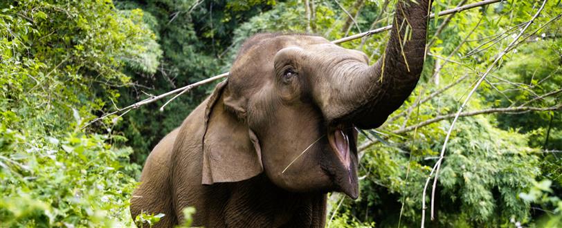 Smiling Elephant