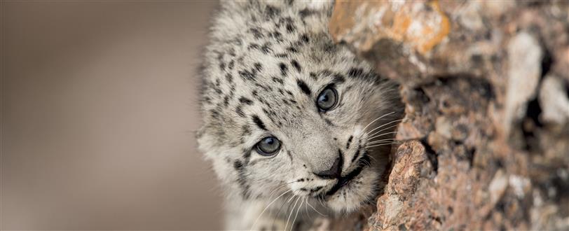 Snow Leopards And Friends