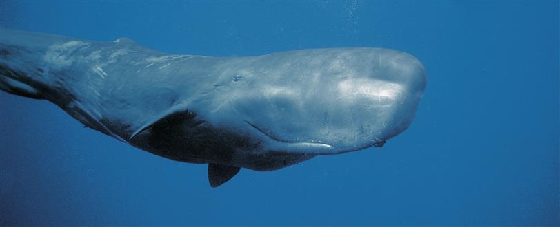 Sperm Whales: Titans Of The Deep
