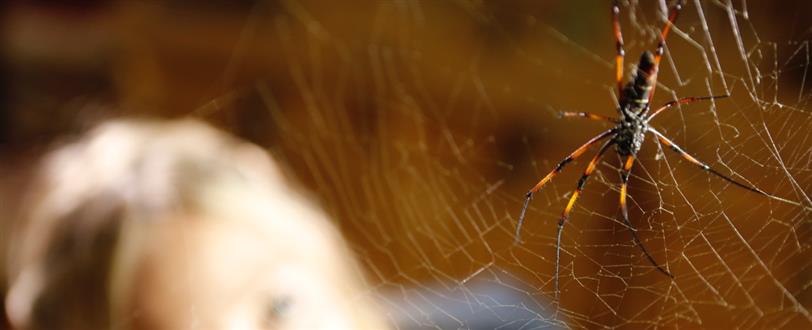 Spider House