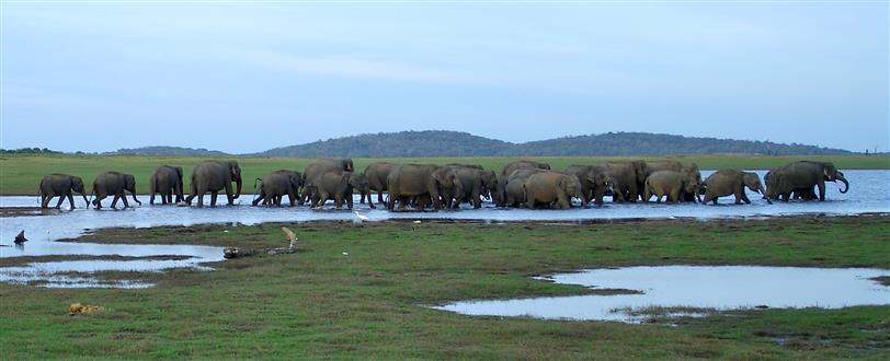 Great Elephant Gathering, The