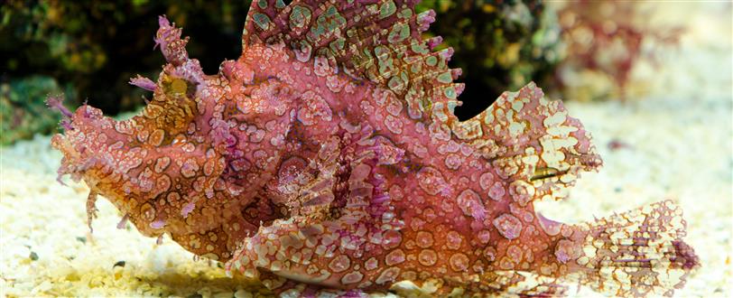 Lembeh Strait Walking Fish, The