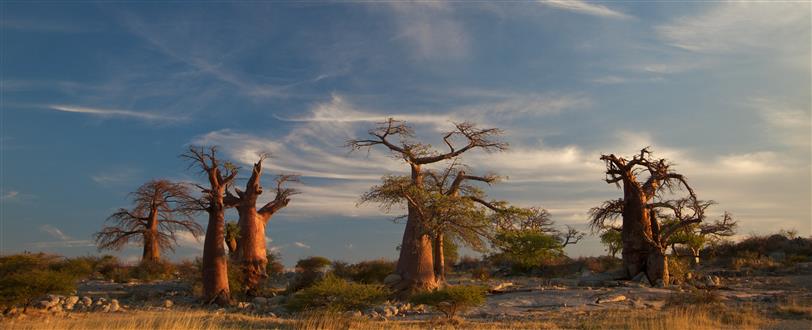 Upside Down Tree, The