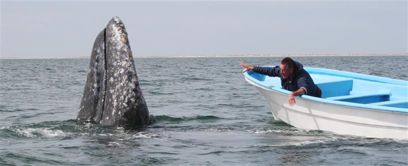 Whale Adventures With Nigel Marven