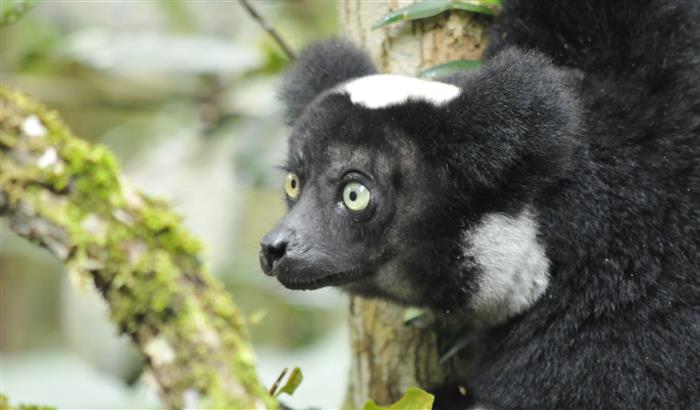 Wild Madagascar - Fantastic Creatures