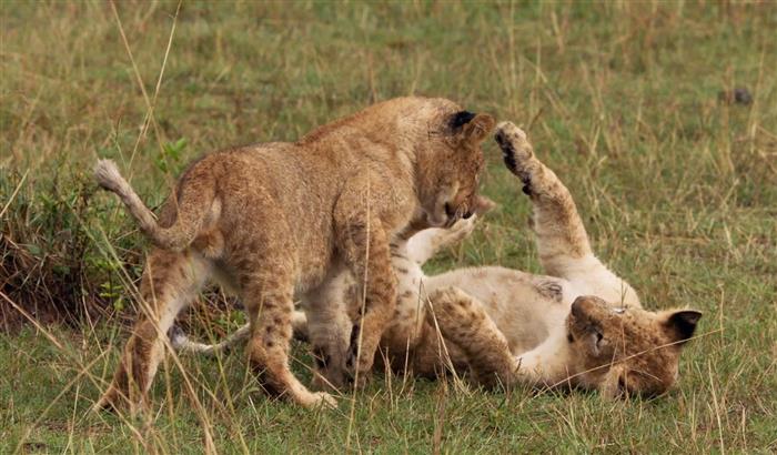 Young Lions: Playing in the Serengeti